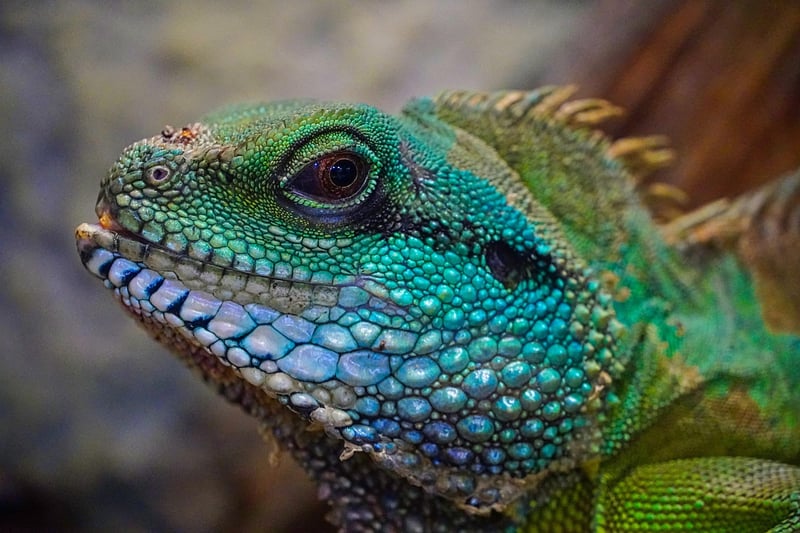 Dragon Mythical Creatures Fantasy