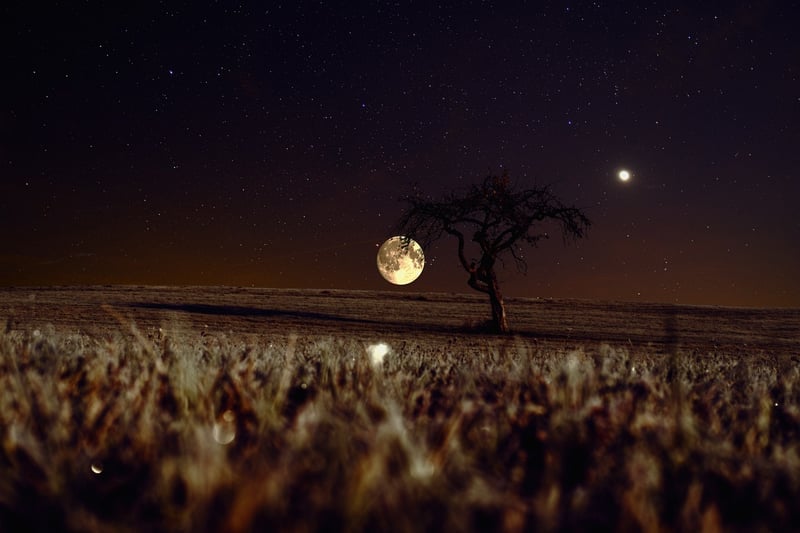 Fairytale Night Moon Tree