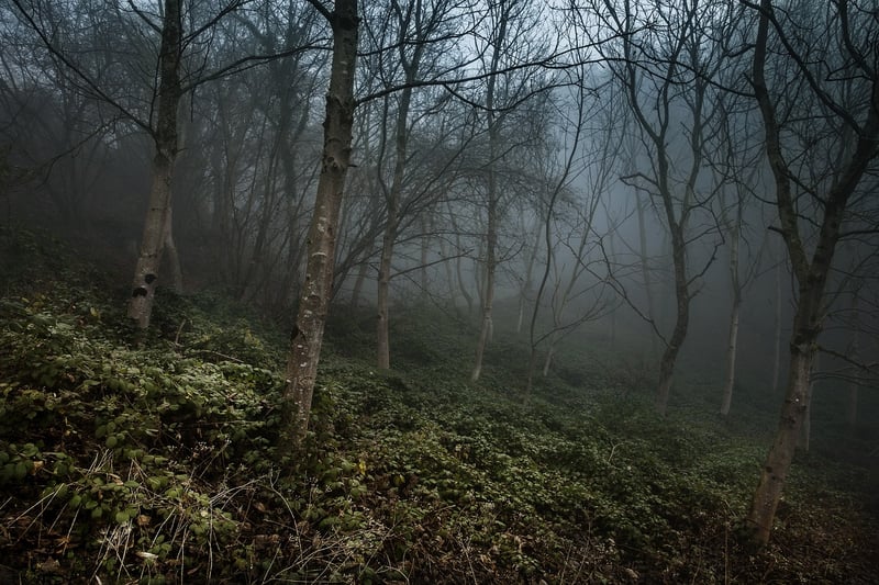 Mysterious Forest